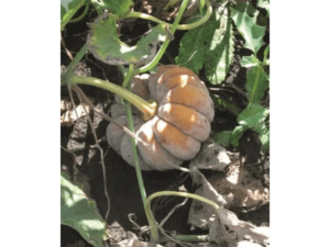 Jasna dynia wśród liści