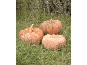 trzy pomarańczowe dynia na trawie