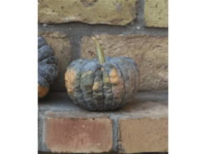 ciemna dynia na ceglanym murku