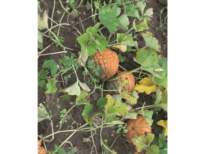 mała dynia wśród liści