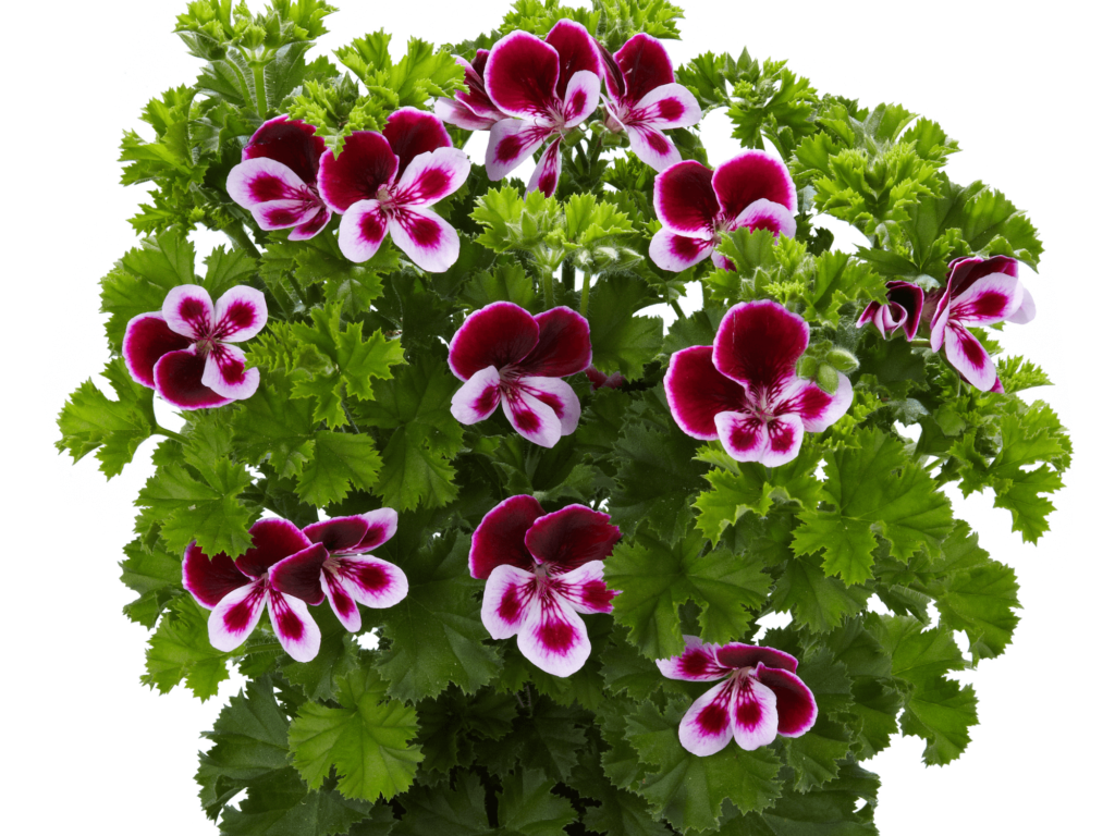 Kwitnące geranium