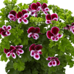 Kwitnące geranium