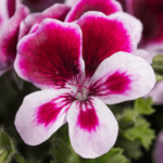 kwiat geranium