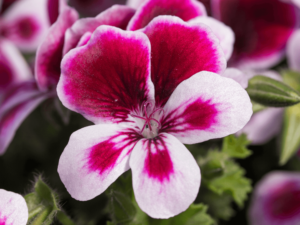 kwiat geranium