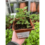 geranium sadzonka