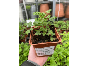 geranium sadzonka
