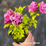 Hibiscus ' Duc de Brabant'