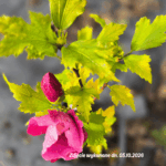 Hibiscus ' Flower Tower Purple'
