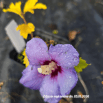 Hibiscus ' Oiseau Bleu'