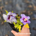 Hibiscus ' Oiseau Bleu'