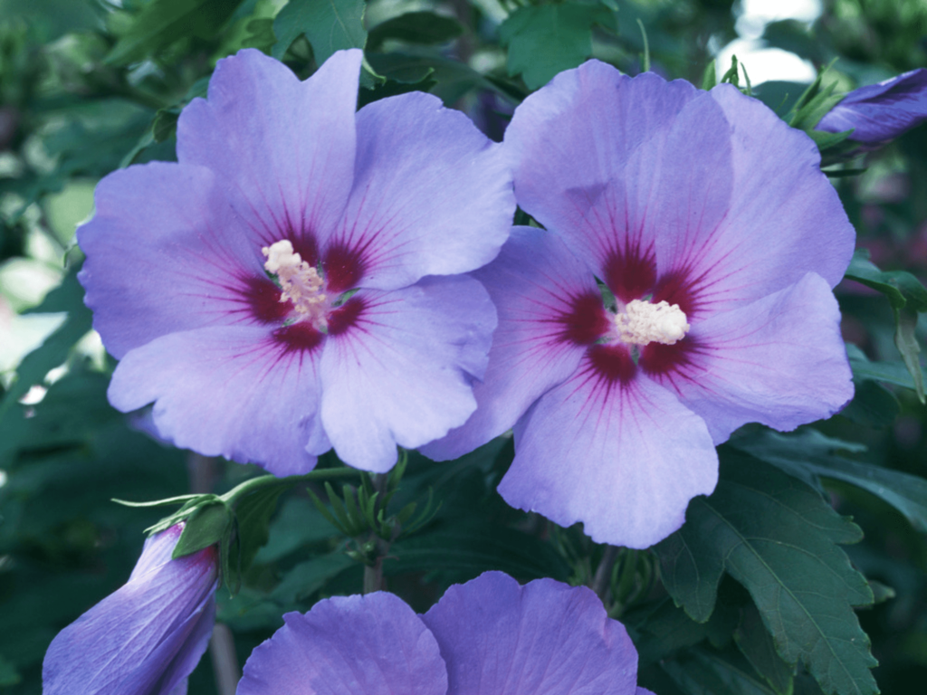 niebieski hibiskus