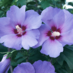 niebieski hibiskus
