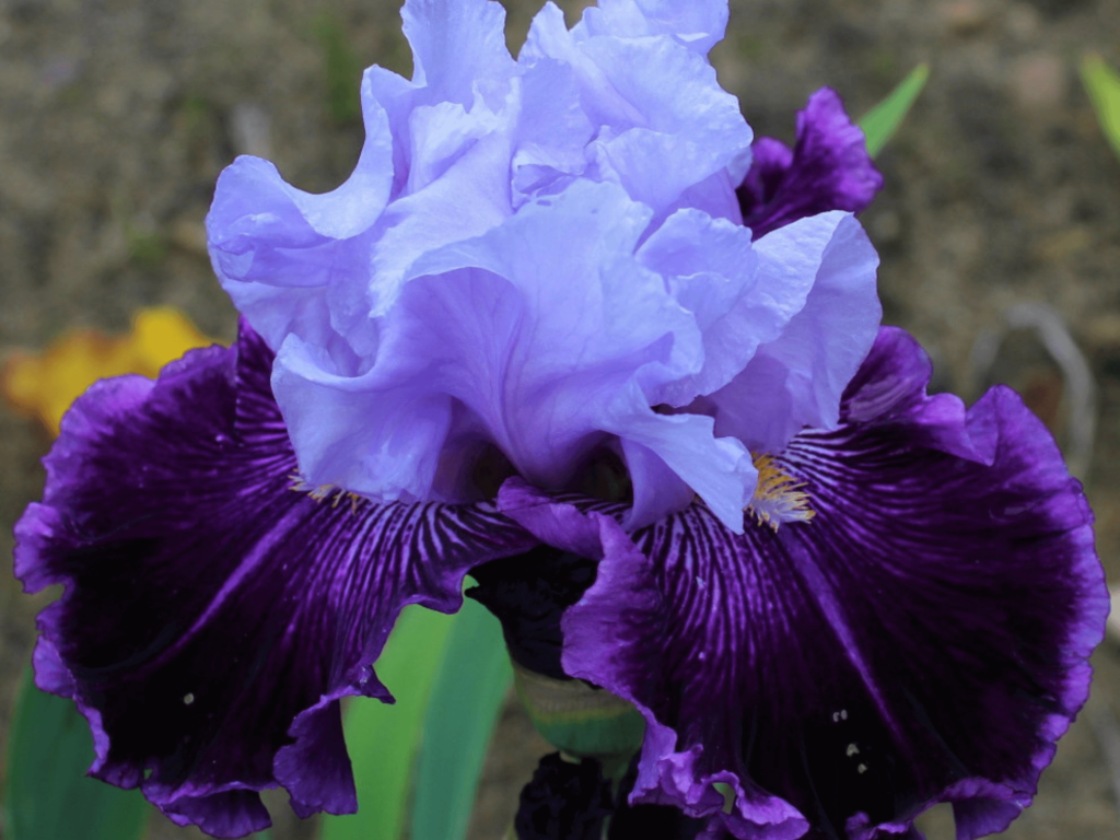 Fioletowy irys kosaciec kwiat