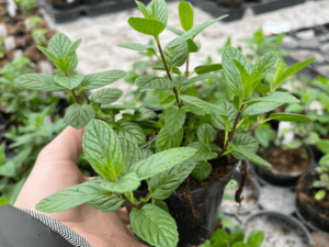 Mięta Garden Mint