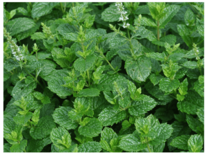 mięta