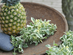 mięta ananasowa