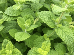 mięta