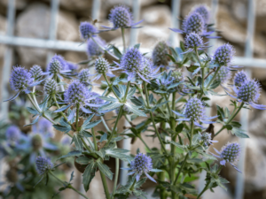 Mikołajek nadmorski