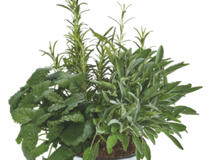 Szałwia rozmaryn melisa