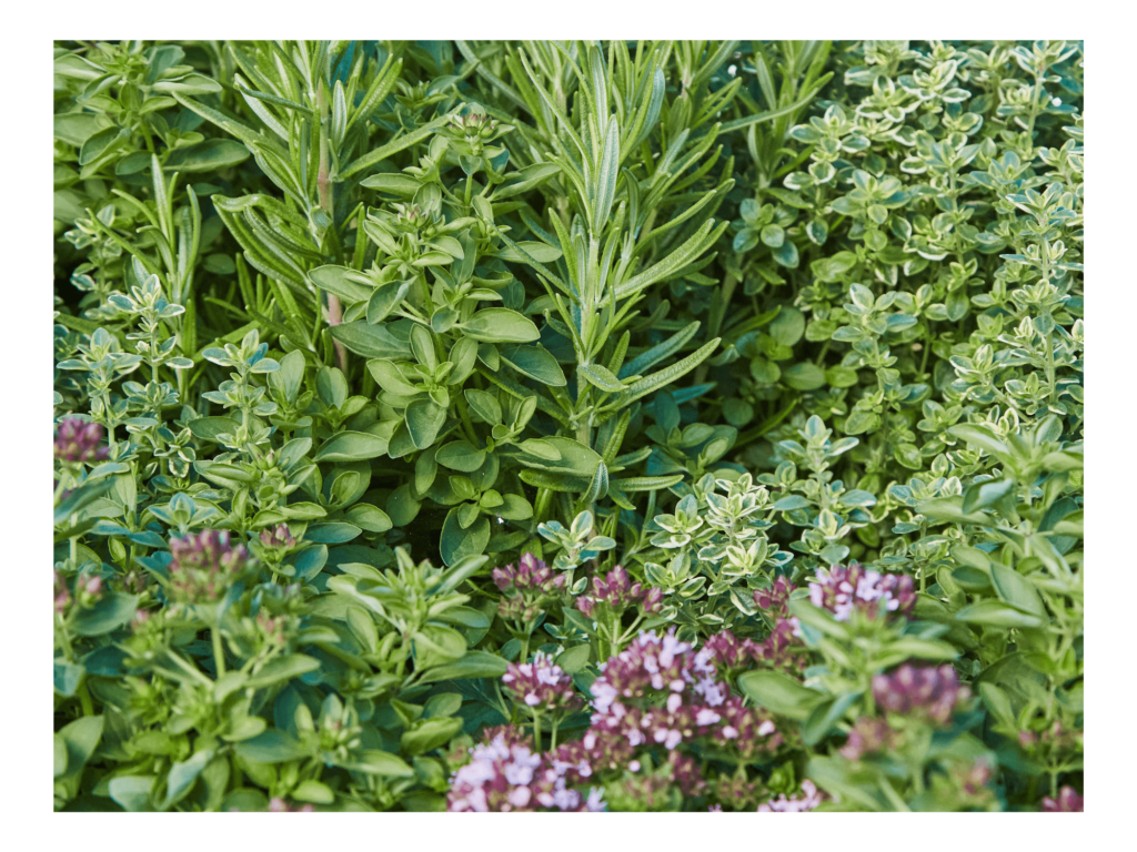 oregano tymianek rozmaryn