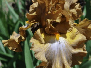 Irys Wielobarwny Morning Coffee