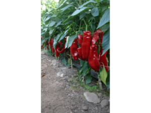 Papryka szpiczasta czerwona