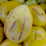 psianka melonowa owoc