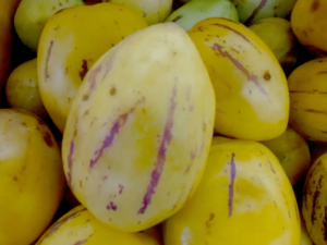 psianka melonowa owoc