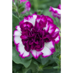 biało różowa petunia