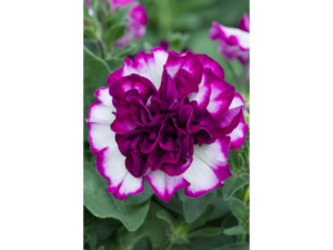 biało różowa petunia