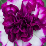 biało różowa petunia
