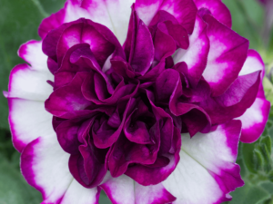 biało różowa petunia