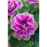 Petunia pełna różowa