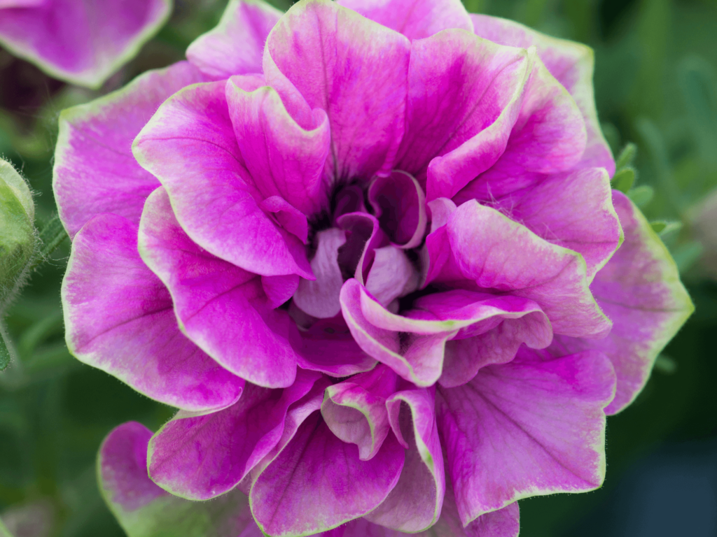 Petunia pełna różowa