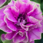 Petunia pełna różowa