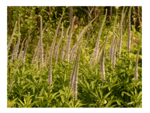 Przetacznikowiec wirginijski Rosea sadzonka P12 jasnoróżowy