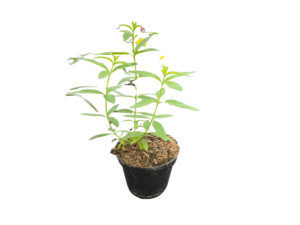 werbena cytrynowa sadzonka