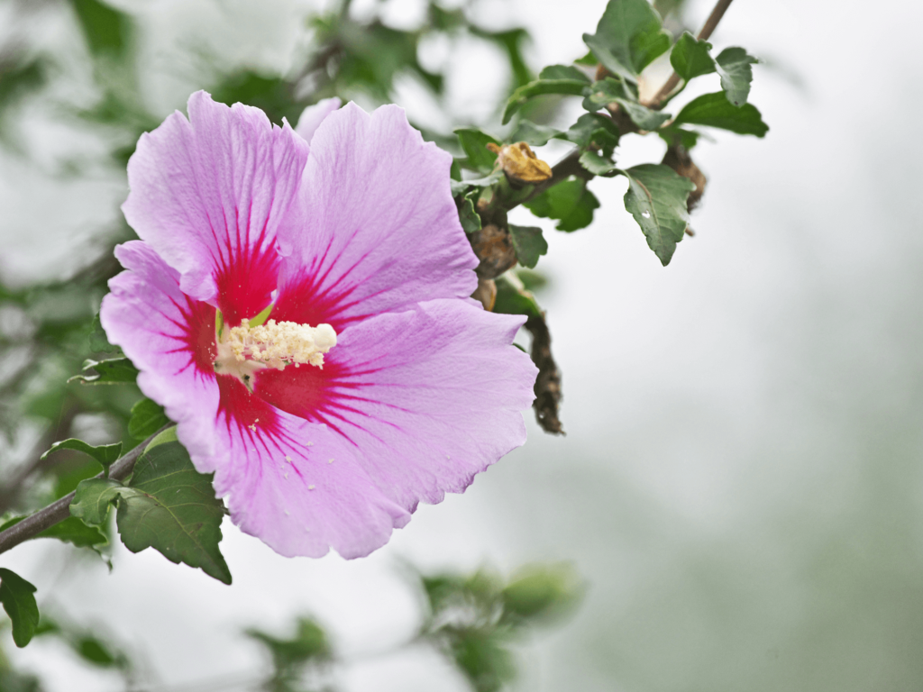 hibiskus