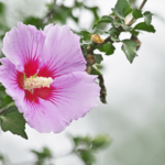 hibiskus