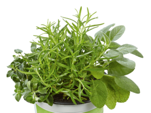 rozmaryn szałwia oregano