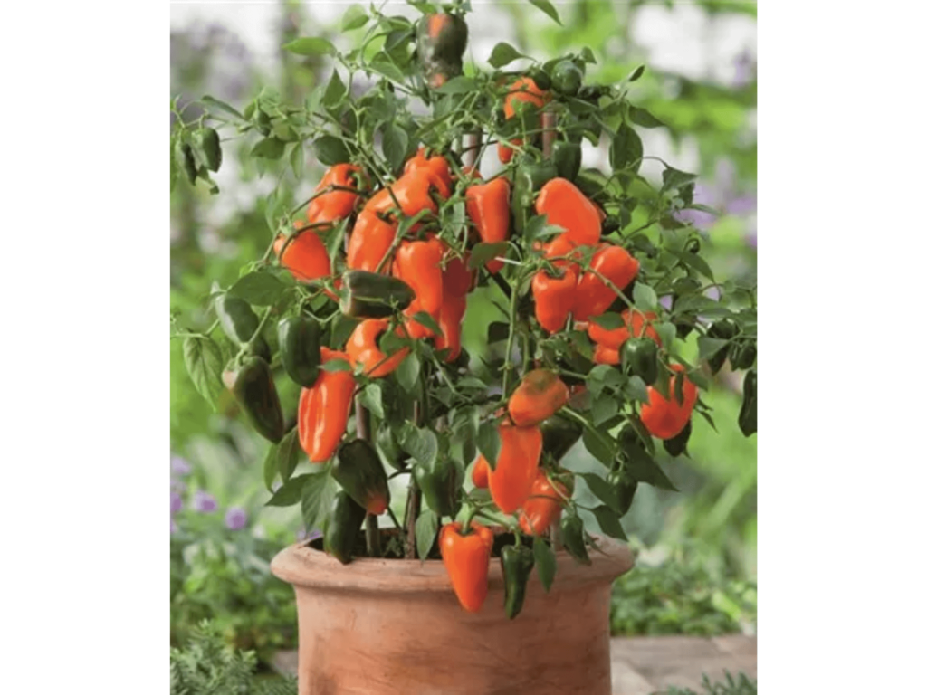 pomarańczowa papryczka mini w doniczce