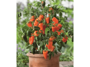 pomarańczowa papryczka mini w doniczce