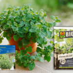 oregano w doniczce