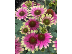 kwiaty ogrodowe sadzonka