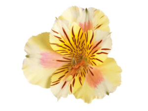 Żółta Alstremeria kwiat