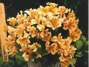 Kolorowa alstremeria