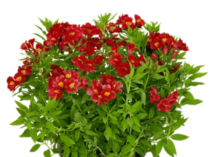 Czerwona alstremeria