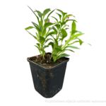 alstremeria sadzonka