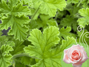 geranium różane