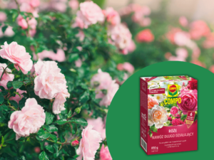 Nawóz do róż długo działający compo